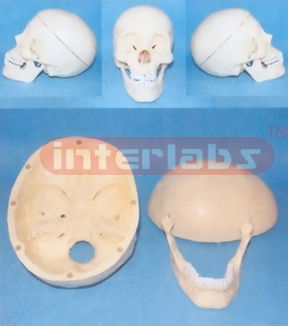 HUMAN ADVANCED SKULL MODEL (3 PCS)